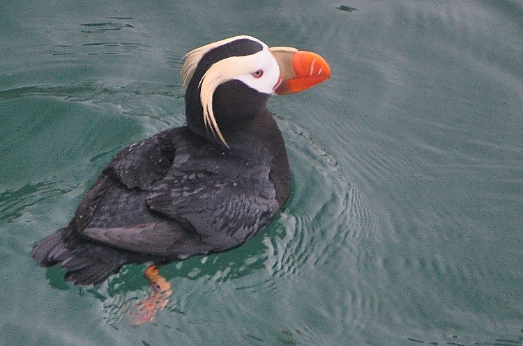 puffin in water